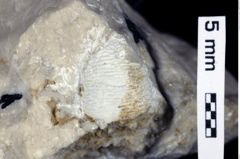 Foto (Detailansicht) von Discutiolira moesica (Muţiu & Bădăluţă, 1971) (NHMW-GEO-1990-0041-0524)